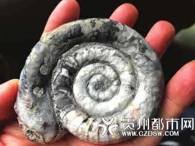 |贵州尧龙山挖出4.4亿年前化石群 最长的五六十厘米