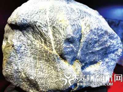 |贵州尧龙山挖出4.4亿年前化石群 最长的五六十厘米