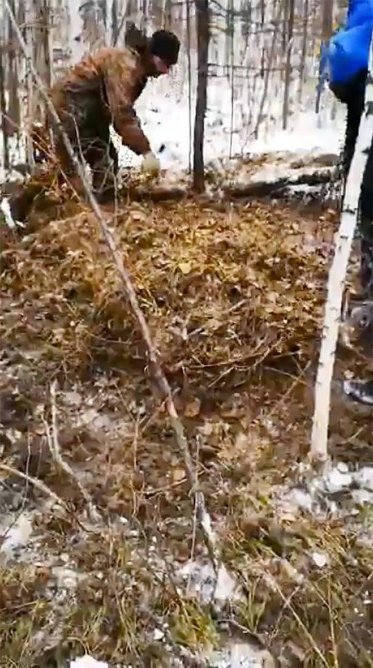 救援人员在落叶和树枝下发现了被熊埋起来的Rodion的部分肢体