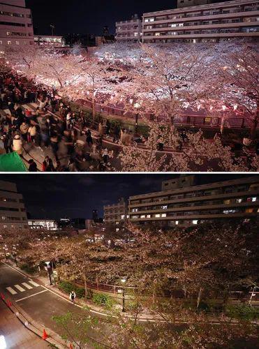 拼版照片表现:(上)2019年4月3日,人们在日本东京赏识现在暗川沿岸的樱花。(下)2020年4月6日,日本东京现在暗川沿岸走人稀奇。新华社记者 杜潇逸 摄