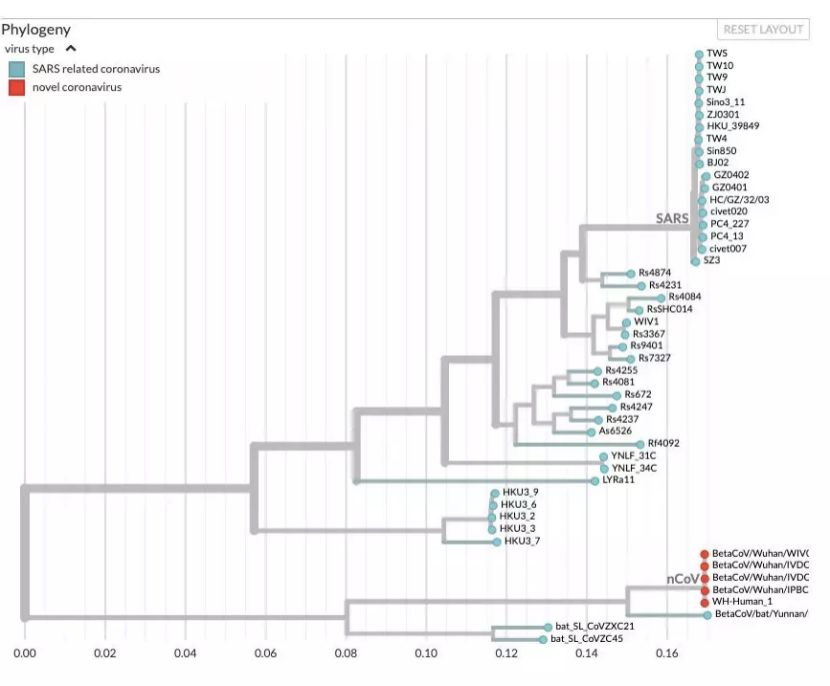 Bedford创建的冠状病毒家族系谱图，其中包括蝙蝠、果子狸、SARS和nCoV-2019序列（来源：Science官方网站）