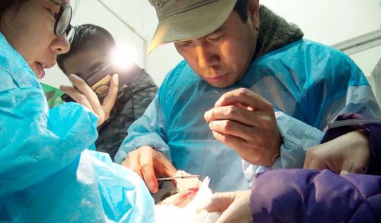  沈阳猛禽救助中心的工作人员正在为“枪生”做手术缝合。