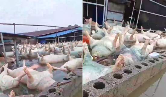 广西宾阳一养猪场被淹，大量死猪漂浮水面，当地回应：情况属实，死亡生猪约有几千头，正在组织力量进行处置