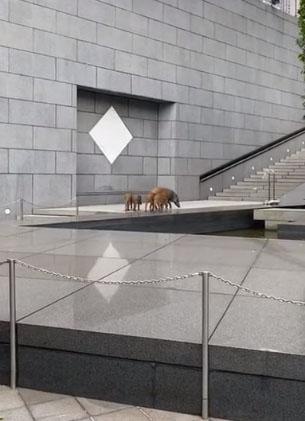 环球网|香港中环来了5只野猪，还跳进中银大厦外花园水池游泳