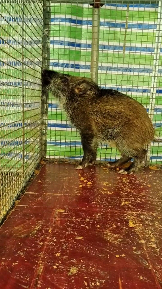 村民下套抓野猪回家圈养涉嫌非法狩猎罪被起诉引争议