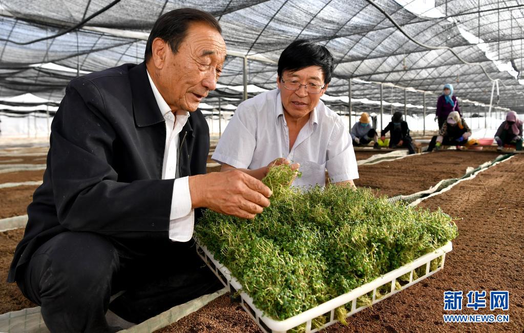 石光银（左）在自己公司下辖的马铃薯良种繁育基地里查看马铃薯苗的栽种情况（2020年5月30日摄）。新华社记者 刘潇 摄