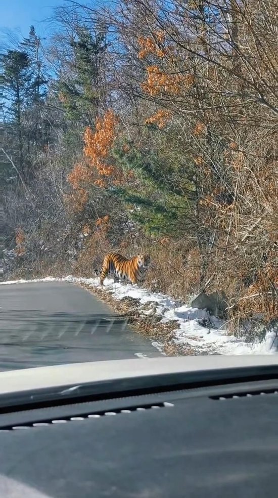 吉林延边男子自驾遇“拦路虎”，当地：事发地在保护区，动物出没频繁
