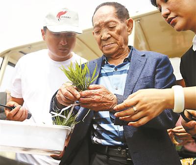 网文"暂时遗忘袁隆平"引发热议 科技日报回应|袁隆平|科技日报|水稻