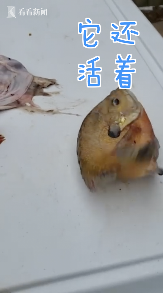 美国男子钓到大肚鱼 切开还有鲜活的“鱼中鱼”