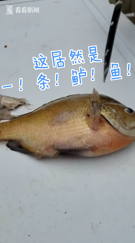 美国男子钓到大肚鱼 切开还有鲜活的“鱼中鱼”