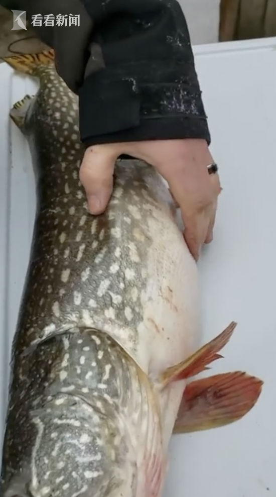 美国男子钓到大肚鱼 切开还有鲜活的“鱼中鱼”