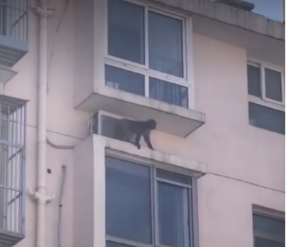 北京门头沟一小区惊现顽猴，飞檐走壁把楼当“