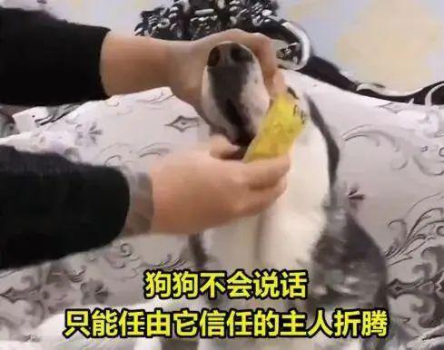 视频|吃辣椒、跳跳糖……宠物狗被强迫当大胃王惹怒网友