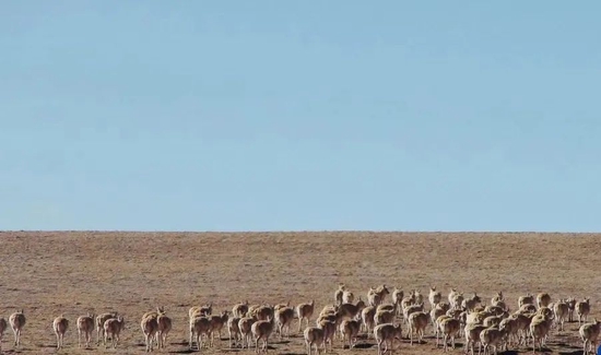  △首批待产雌性藏羚羊踏上迁徙之旅（2022年5月5日摄）。