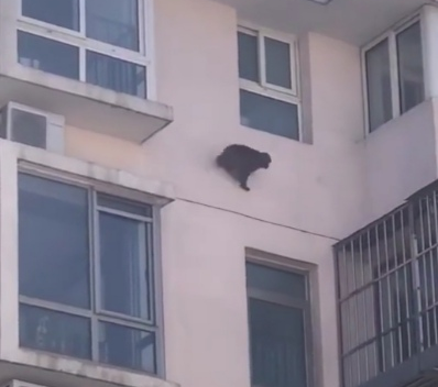 北京门头沟一小区惊现顽猴，飞檐走壁把楼当“
