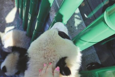大学生小韩回应“偷摸大熊猫”：熊猫宝宝顺着围栏爬了上来