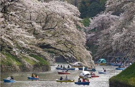 当地时间3月30日，日本东京进入樱花进入全盛期，民众在千鸟渊河上泛舟赏樱