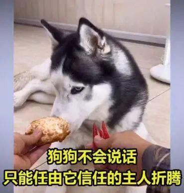 视频|吃辣椒、跳跳糖……宠物狗被强迫当大胃王惹怒网友