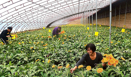 在沧州市献县十五级村鲜花种植家庭农场内，脱贫妇女在采收非洲菊 视觉中国  资料
