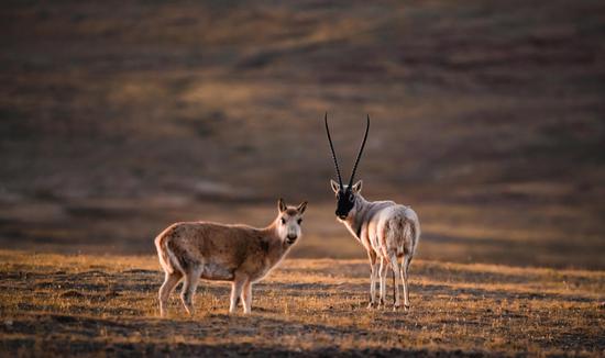 △2021年1月13日，青海可可西里自然保护区的藏羚羊。(图/视觉中国)