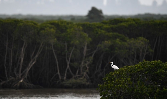  一只白鹭在海南东寨港国家级自然保护区休息（1月28日摄）。新华社记者 杨冠宇 摄
