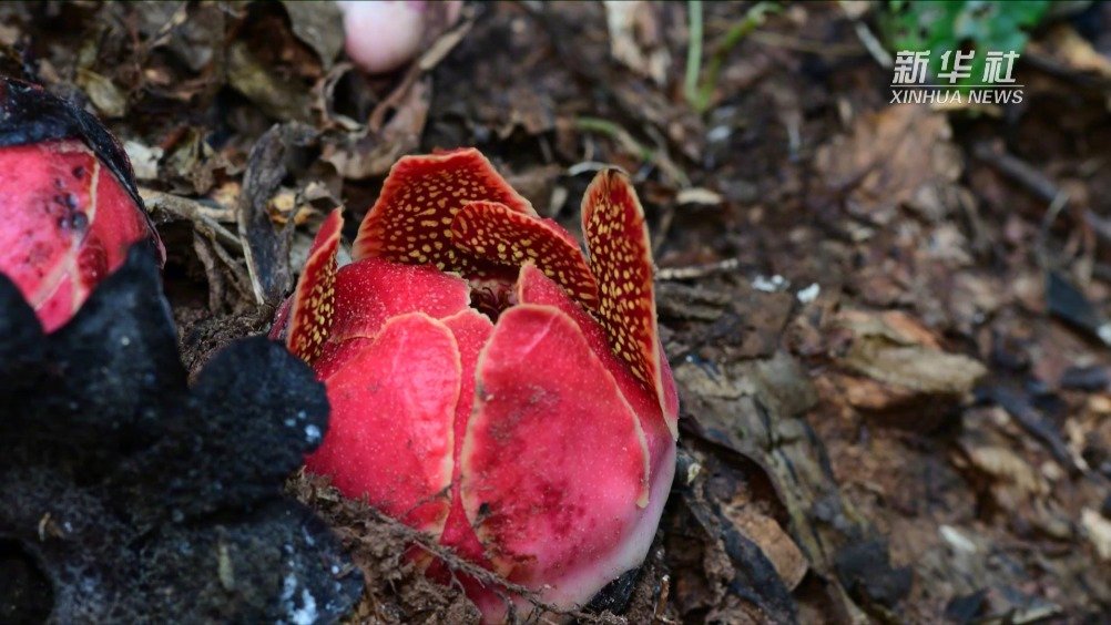 视频-惊艳!寄生花重现云南西双版纳