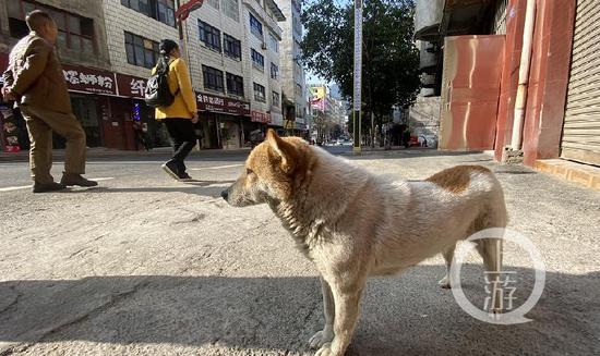 ▲威信县街头的流浪狗。摄影/上游新闻记者 胡磊