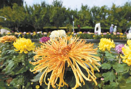 昨天,北京国际鲜花港展出了国内外精品大菊14000盆。本报记者 王海欣摄