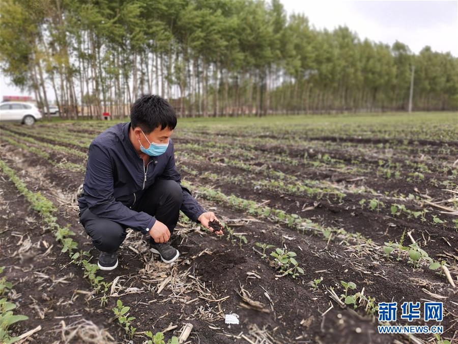 黑龙江省海伦市自新农机农民专业合作社理事长付正武抓起一把黑土（6月9日摄）。新华社记者 王建 摄