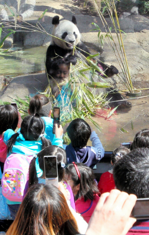 旅日大熊猫“真真”（图片来源：朝日新闻）