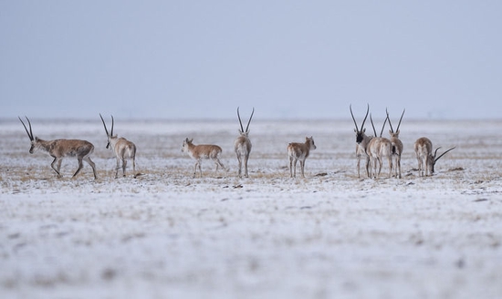  2021年4月20日，藏羚羊在三江源可可西里地区活动。新华社记者 吴刚 摄