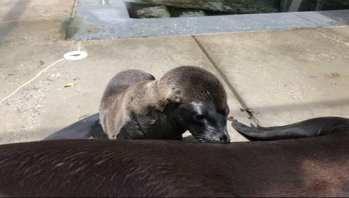 美国动物园迎新生命：小熊猫和海狮宝宝诞生