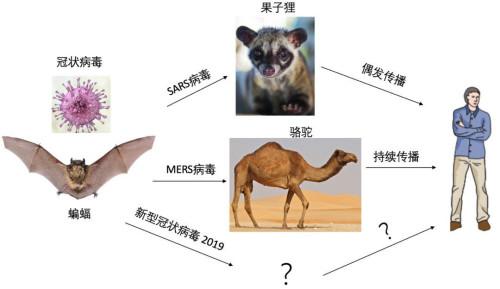 图4 冠状病毒从动物到人的传播暗示图。