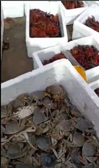 男子花几万块买小龙虾放生：龙虾给我托梦了