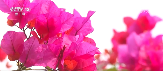 春日景色唤醒 “美丽经济” 赏花游成为农文旅消费新热点