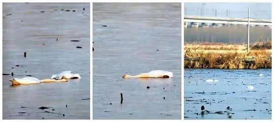 淮南大通区蔡城塘里发现的野生天鹅死体。淮南当地爱鸟人士 陆士德  图