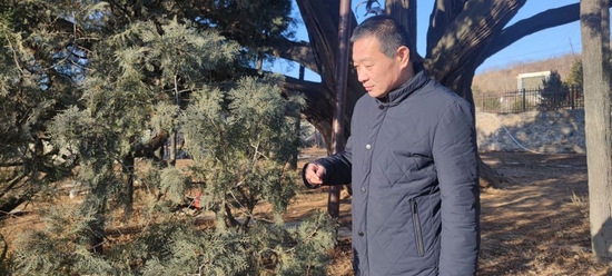  2023年1月1日，密云区新城子镇林业站站长胡玉民来到古柏公园，检查“九搂十八杈”的新芽。