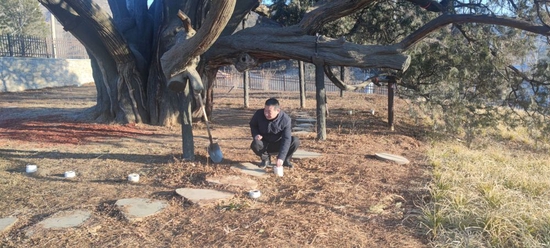 2023年1月1日，密云区新城子镇林业站站长胡玉民仔细检查“九搂十八杈”下的复壮沟。