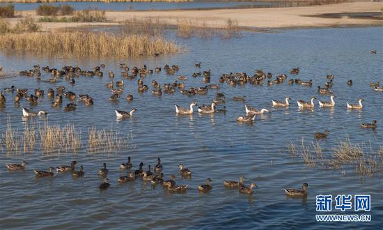 9月27日，在吉林松原查干湖野鸭岛，成群的野生水禽在水中游弋。新华社记者 许畅 摄