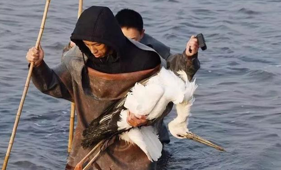 东方白鹳遭偷猎 为暴利竟给它下毒