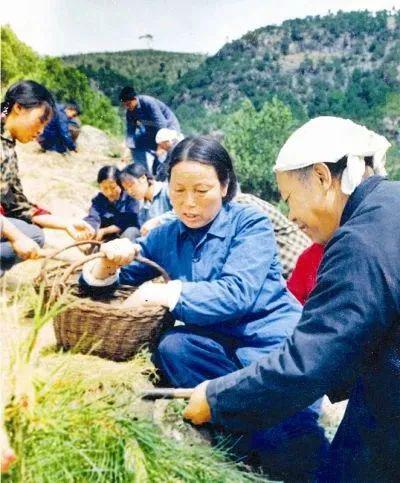 申纪兰和乡亲们在田间劳作