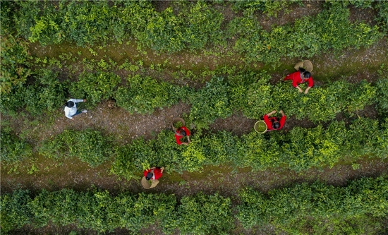 8月20日，云南省沧源县班洪乡班洪村下班坝组的村民在采茶（无人机照片）。新华社记者 江文耀 摄