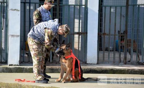 追忆我们的朋友功勋搜救犬沈虎 愿在天堂没有病痛 沈虎跟沈鹏工作日常