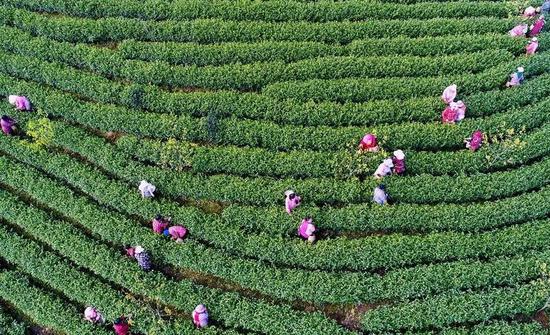 △茶农在浙江省安吉县白茶产业发源地溪龙乡采摘安吉白茶。