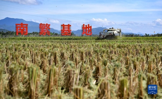  这是在海南省三亚市崖州区（坝头）南繁公共试验基地试验示范点拍摄的稻田（2021年10月26日摄，无人机照片）。新华社记者 郭程 摄