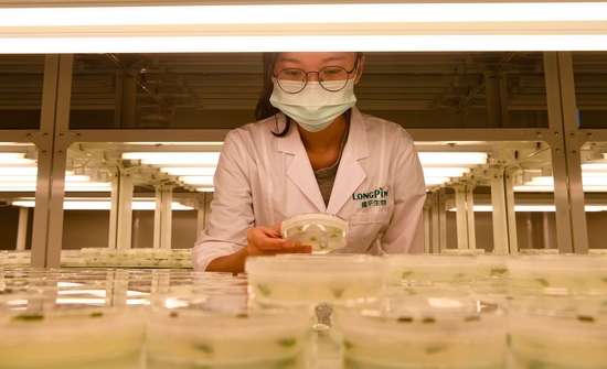 在海南省三亚市崖州湾科技城的崖州湾种子实验室，隆平生物技术公司科研人员在开展科研工作（2021年11月25日摄）。新华社记者 杨冠宇 摄