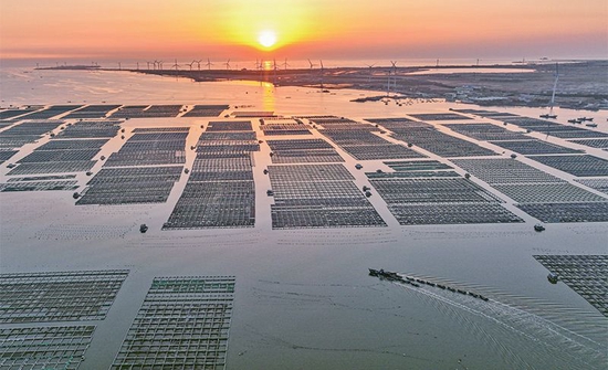 近年来，山东省荣成市大力推行科技兴海、以养兴渔，积极推广“浅海多营养层次生态养殖模式”。图为石岛管理区桑沟湾海洋牧场网箱养殖区（2023年2月16日摄）。 人民图片 李信君/摄