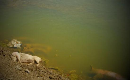  这是黄河内蒙古达拉特旗段“国堤”内侧的一群死猪。半月谈记者 贾立君 摄