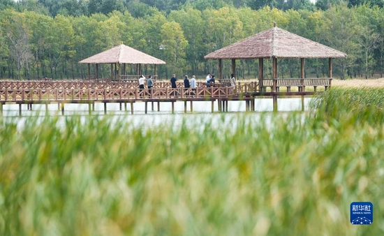 游客在吉林省松原市查干湖野鸭岛参观游览（9月18日摄）。新华社记者 许畅 摄
