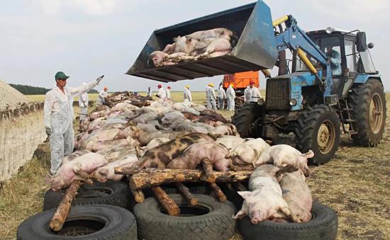  2010年8月26日，俄罗斯罗斯托夫地区，工人将患有非洲猪瘟的病猪屠宰后堆在一起准备焚烧 （来源：视觉中国）